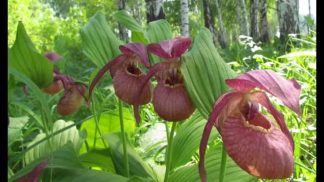 Красная Книга Искитимского района смотреть онлайн