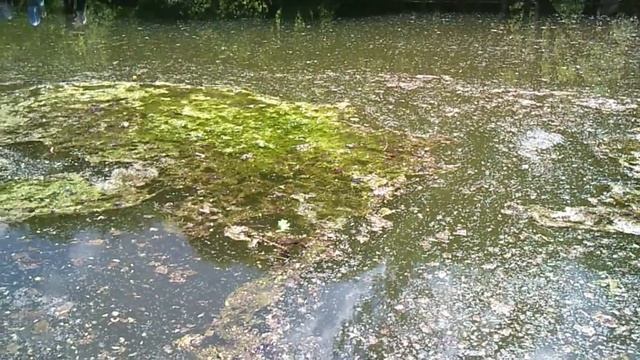 Песни лягушек в брачный период смотреть онлайн