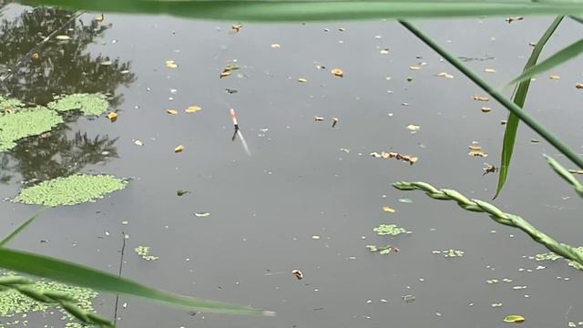 Рыбалка на озере!!!Сильный ветер! смотреть онлайн