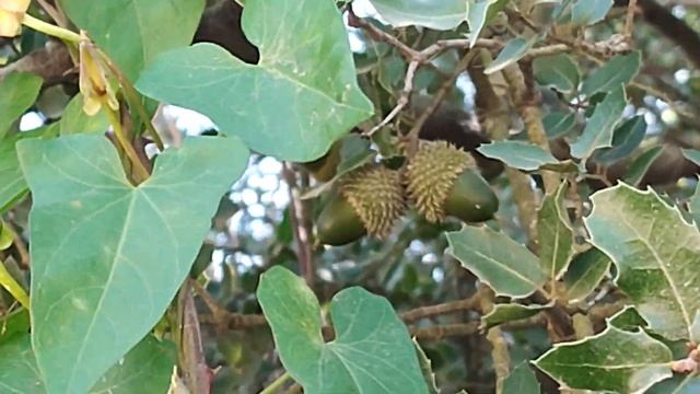 Дуб кермесовый(Quercus coccifera).Съедобный жолудь? смотреть онлайн