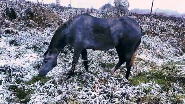 Молодая лошадь: СНЕГ в октябре смотреть онлайн