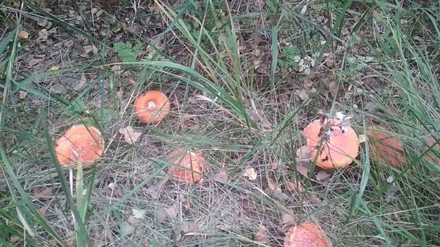 VID_20230919_102552.mp4 смотреть онлайн