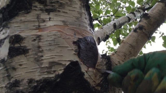 Бактериальная водянка берёзы - 2. смотреть онлайн
