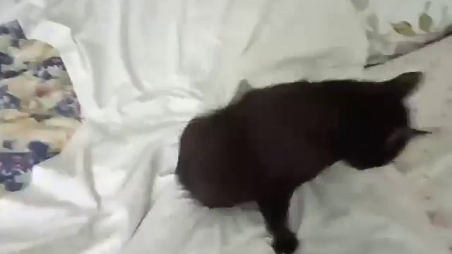 Кот Феликс смотреть онлайн