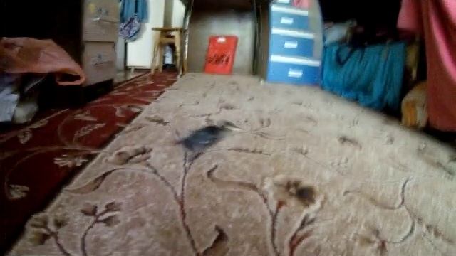 Скворчонок становится на лапки