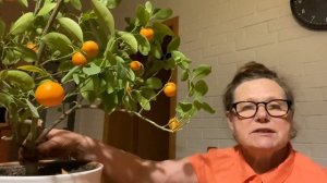 Как размножить каламондин в домашних условиях.