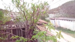 Курчавость персика: купорос или скор.