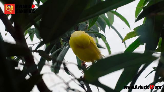 ✅ COMO CRIAR CANARIOS ENERO - FEBRERO | CRIA DE CANARIOS Paso A Paso