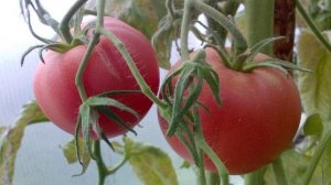 Характеристики и описание томатов сорта Дикая роза