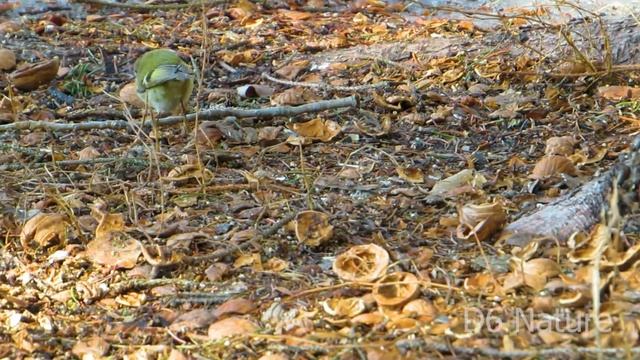 Regulus regulus, Goldcrest (UK) Золотомушка жовточуба (UA) Желтоголовый королёк (RU) смотреть онлайн
