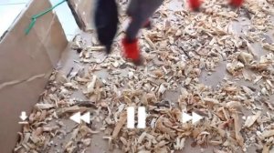 Смотрю свои старый видео￼/ лошади Шляйх/ Schleich