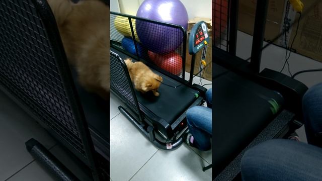 как сбросить вес шпицу после родов смотреть онлайн