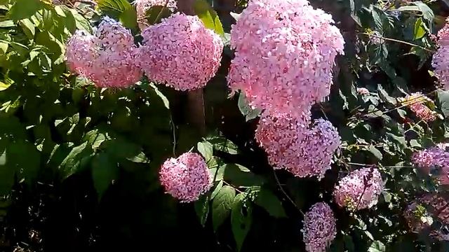 Гортензия древовидная - цветение. смотреть онлайн