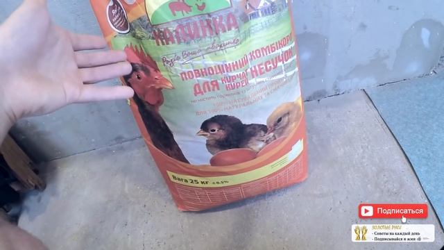 Чем кормить цыплят в первые дни жизни в домашних условиях 100шт ломан браун - zolotyeruki смотреть онлайн