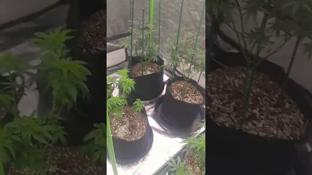 optic8+nxtgen &slim600h harvest + moruga scorpian pepper preharvest. смотреть онлайн