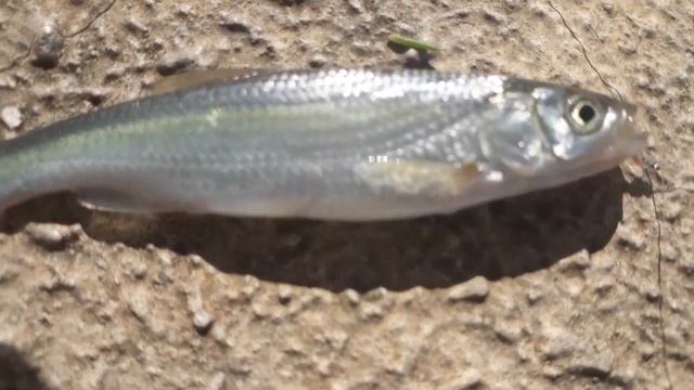 Рыбалка на реке Сочи: Голавль, плотва и подуст смотреть онлайн