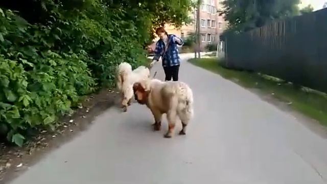 ДЖУМАНА смотреть онлайн