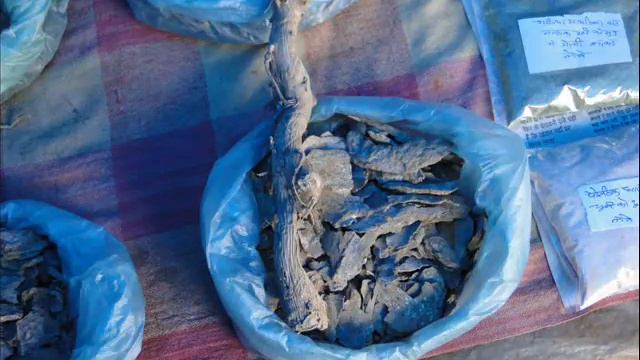 Octonary Ingredients Of Fortunella Japonica Formulations: Pankaj Oudhia's Medicinal Plant Database