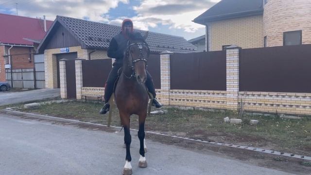 Орловский рысак от сотилади! Катта бия сотилади! Продаётся лошадь Орловский рысак в Екатеринбурге! смотреть онлайн