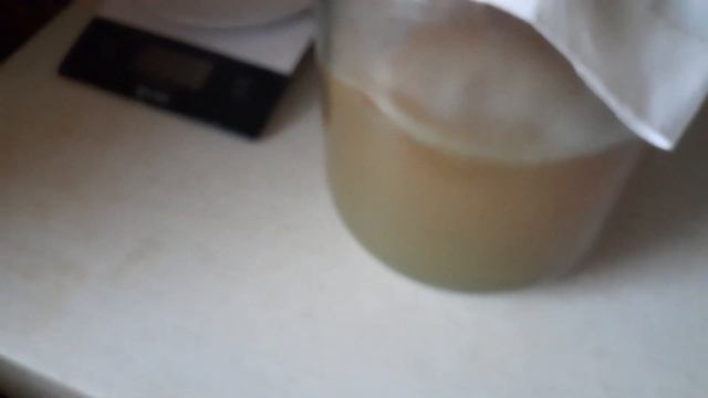 Почему настой чайного грибка стал мутным!? смотреть онлайн