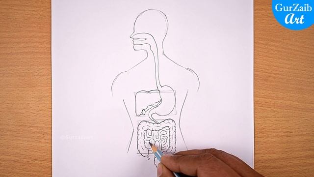 Human Digestive system Labelled Diagram Drawing || easy - step by step смотреть онлайн