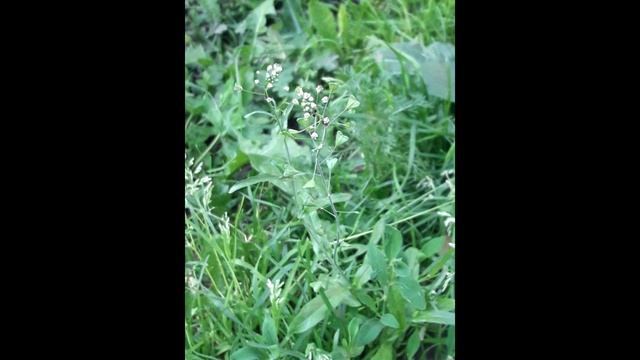 108. Пастушья сумка обыкновенная - Capsella Bursa-pastoris
