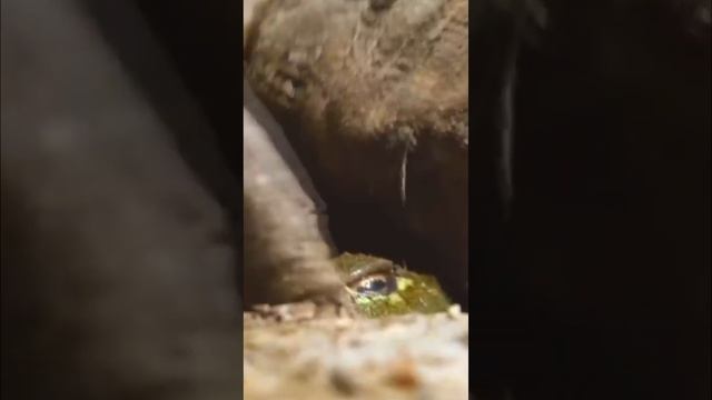 Как ест роющая лягушка! смотреть онлайн