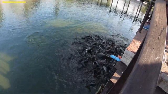 Кормление сомов в храме Wat Traphang Thong(храм стопы Будды)Старый Сукхотай-развлекательное видео смотреть онлайн