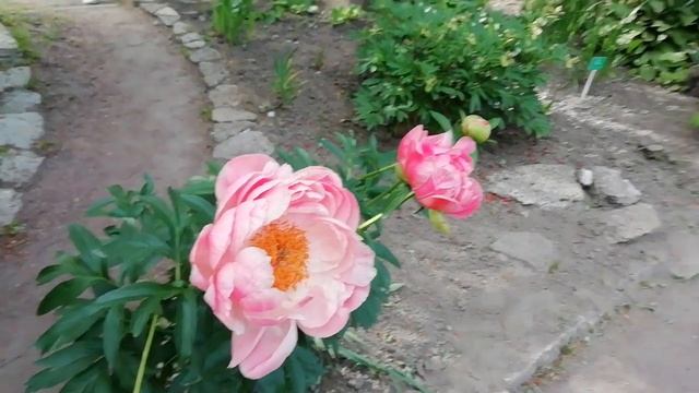 СПб Батанический сад Часть 1. смотреть онлайн