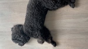 poodle mating / ВЯЗКА ПУДЕЛЬ?