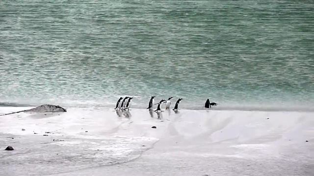 Gentoo Penguin Slap смотреть онлайн