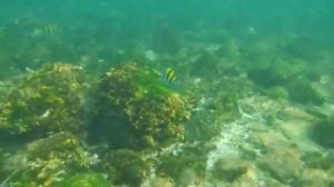 Фуджейра, ОАЭ, встреча с акулами