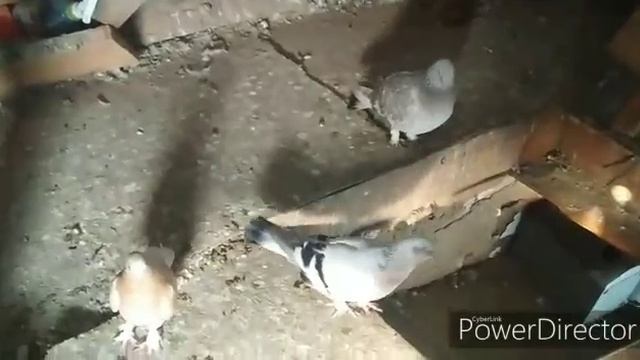 Голуби Артема г. Шахты Ростовской Области.Doves of Artem, Mine of the Rostov Region. смотреть онлайн