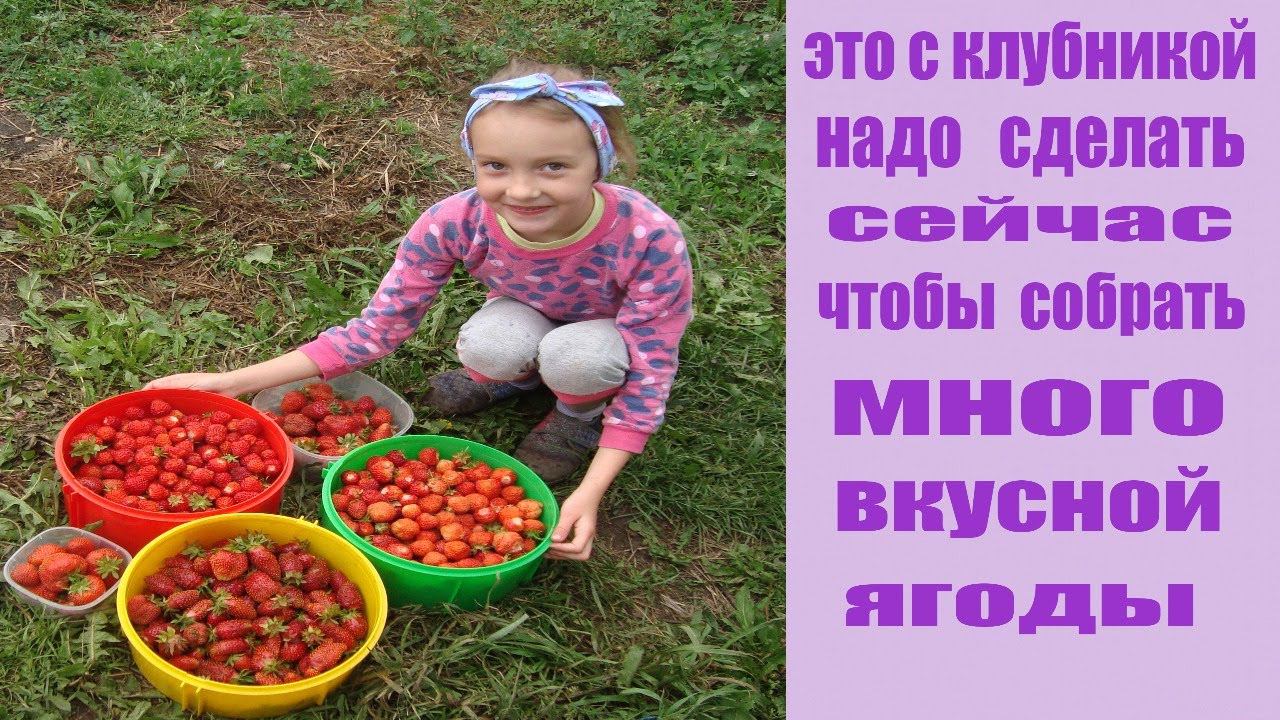 ПЛАН ПЕРВООЧЕРЕДНЫХ ВЕСЕННИХ РАБОТ НА КЛУБНИКЕ . ЗЕМЛЯНИКА СЕЗОН 2021 Г смотреть онлайн