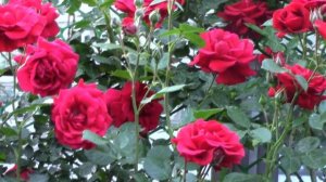 Плетистая роза Амадеус. Секреты выращивания.