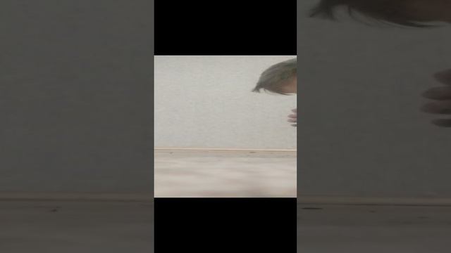 VID_20240831_184152.mp4