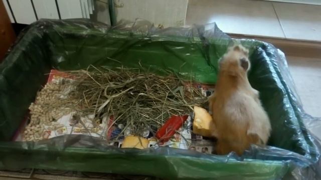 Моя Морская свинка смотреть онлайн
