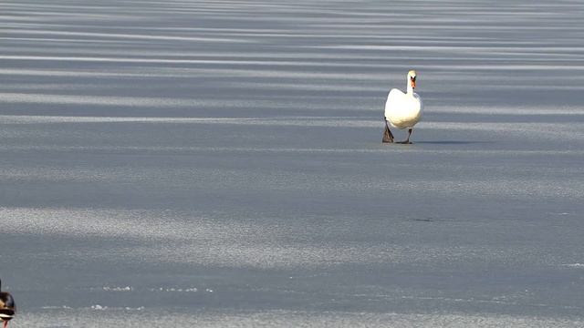 Лебедь защитил территорию! смотреть онлайн