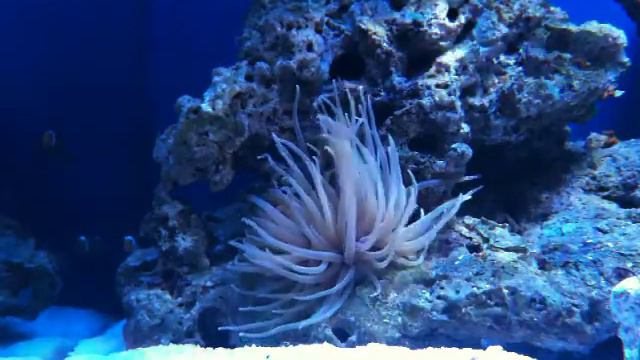 Ege sea Anemone marine aquarium смотреть онлайн