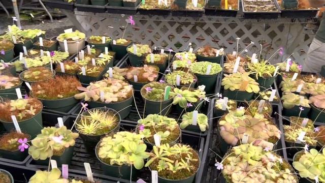 Do Pinguicula Need Dormancy?