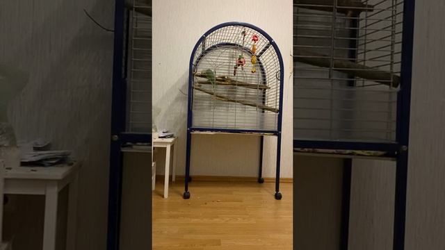 Учим александрийского попугая Яшу говорить смотреть онлайн