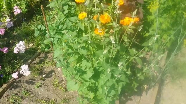 Мелисса лекарственная . смотреть онлайн