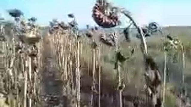 САМВЕЛ ЧУТЬ НЕ ПЫРНУЛ ТОМАСА. ПОТЕРЯЛ КЛЮЧИ ОТ СТАЛИНКИ