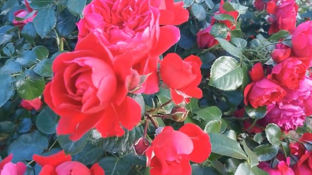 Роза плетистая Флорентина смотреть онлайн