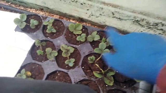 Развитие корневой системы клубники за 12 дней, кассетка и кокосовые маты, при низких температурах! смотреть онлайн