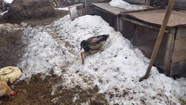 Спаривание уток??? смотреть онлайн