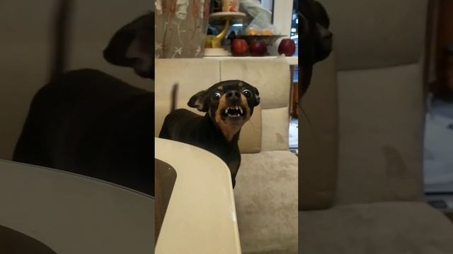 #той #терьер #тотошка #боюсь.боюсь🐶 смотреть онлайн