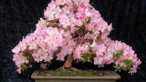 Азалия. Осыпаются листья, как спасти растение ??