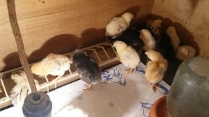 Причины, почему плохой вывод. Итоги инкубации цыплят.