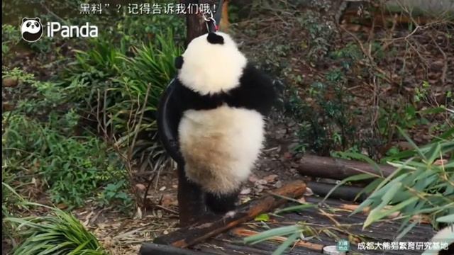 Поведение панд в зоопарке,угощение для панд #Мишки#ПандыКитай смотреть онлайн